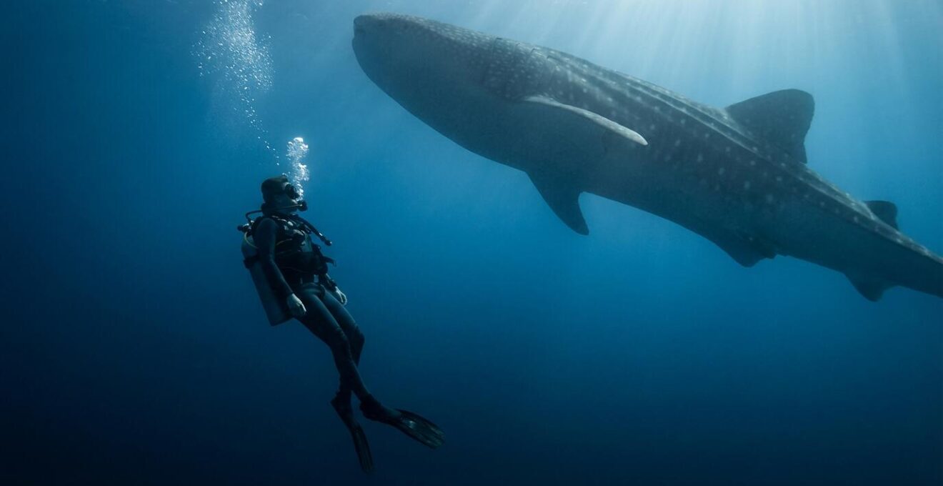 Rencontre sous-marine entre un plongeur et un requin-baleine près d'un pinacle rocheux